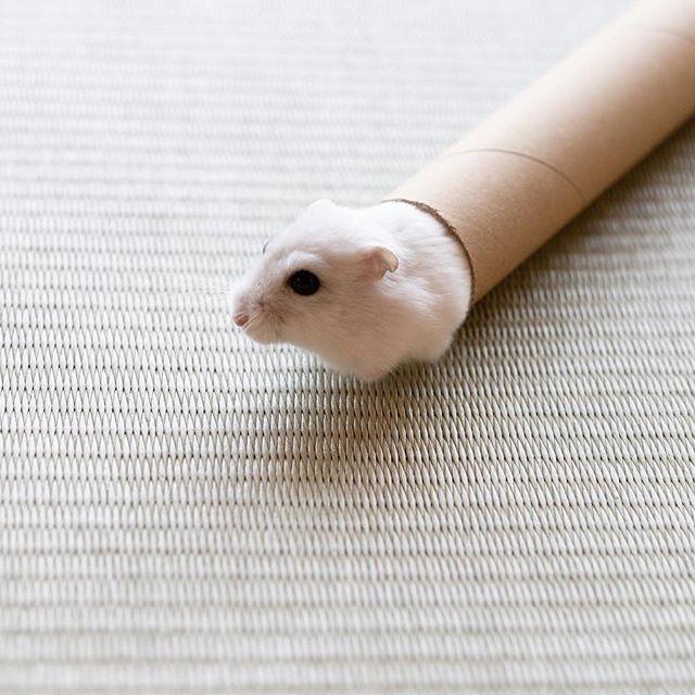 �ʐ^�񋟁F�ς邳��