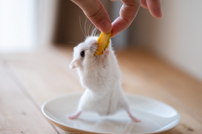 �ʐ^�񋟁F�ς邳��