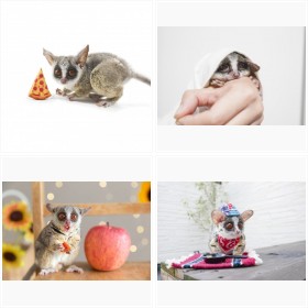 �t�H�����[55���A������̃s�U�g���t�H�g�M�������[