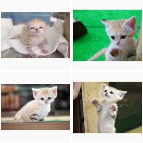 �h�����̓V�g�h�X�i�l�R�t�H�g�M�������[