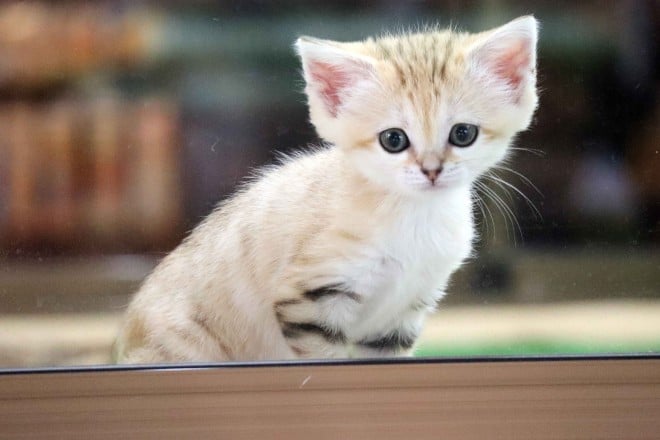 砂漠の天使”スナネコの赤ちゃん、誕生後に懸命措置も…飼育員が明かす「使命感」 | ORICON NEWS