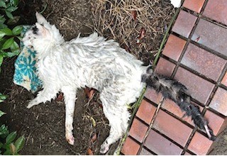 䓪̋߂ŁAJɑłs|ĂL