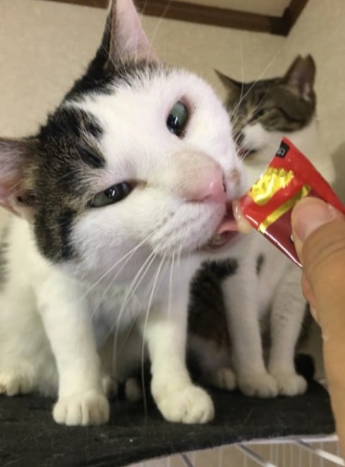 ی쓖͐SĂYAЂȂ肩炨Hׂ悤