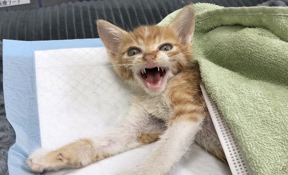 ƁAOɖSȂqLEۂ̋܂œ̂낤