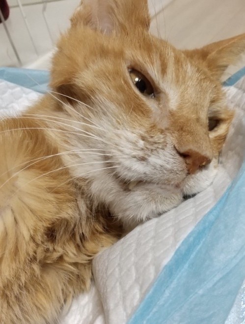 Ŋ܂ŃJbR悩FB7ɐÂɗ