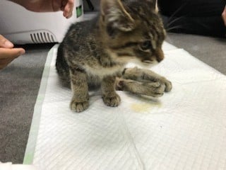 ͂ŔrAłȂ߁A{eBAo[rAK