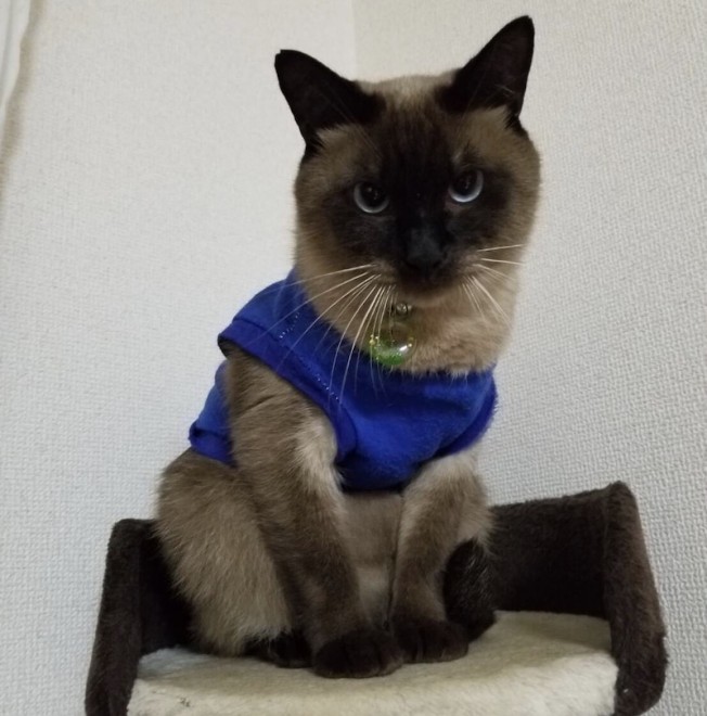 ^kg˃iXJɉI VȉƑ̌ōK