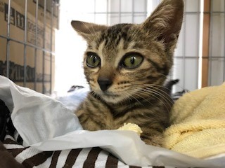 J}L݂ƌꂽKK̎pA茒NIɁI