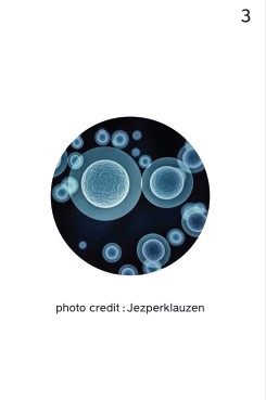 ��萺���������������鐶���I�ȃ��`�[�t�����Ƃ߂Ď��s����