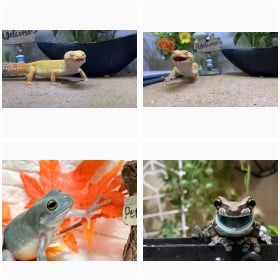 �@�̉̂��Ă�g�J�Q�E�x�������ق��A�҂悳��̃J�G����঒��ރt�H�g�M�������[