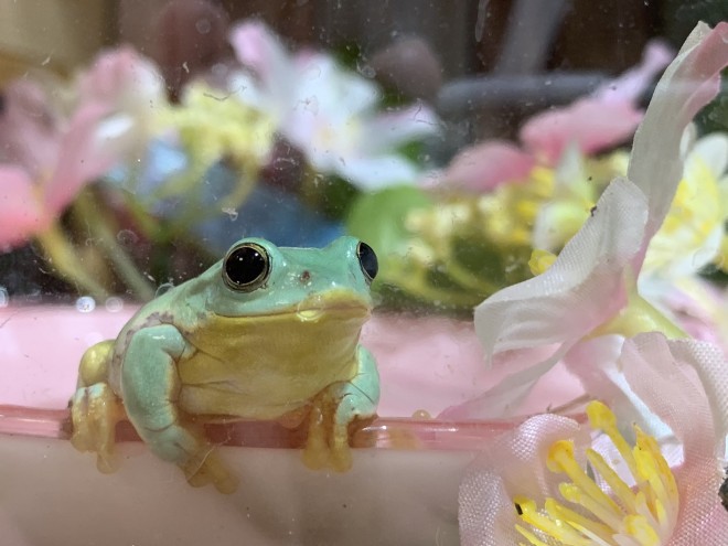 画像 写真 鼻歌歌ってるトカゲ ベルちゃんほか ぴよさんのカエル 爬虫類フォトギャラリー 36枚目 Oricon News