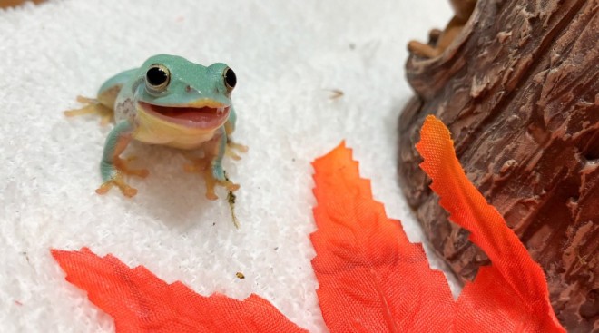 �u�����ɂ͓V�g�̂悤�ɉ����J�G���΂��肾���ǁA���̒��ł��f�g�c�ŉ����ăA�C�h���ł݂�Ȃɐl�C�̂����������B�傫�ȍ��ڂɃA�q�����ŁA���̎q�̉����͐l�Ԃɒʂ�����̂�����v