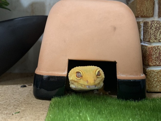 �u���ڊo�߁v