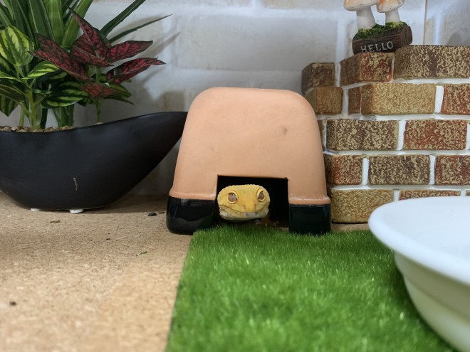 �u���ڊo�߁v