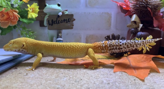 �u�����ۃs�[���v