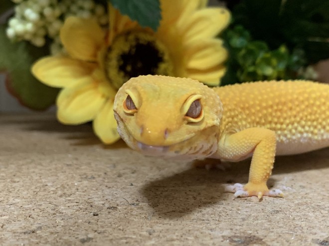 �u���񂾂񖰂��Ȃ�x���v