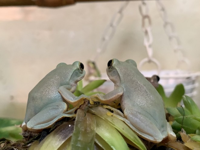 �u���т����B�����͗t���ς̏�ɏW�܂��Ă��v