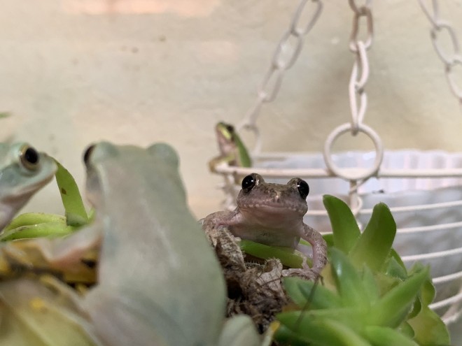 �u���т����B�����͗t���ς̏�ɏW�܂��Ă��v