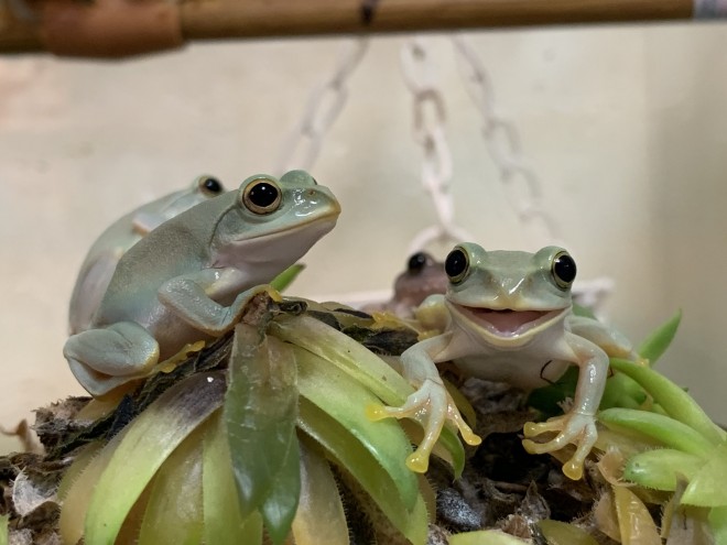 �u���т����B�����͗t���ς̏�ɏW�܂��Ă��v