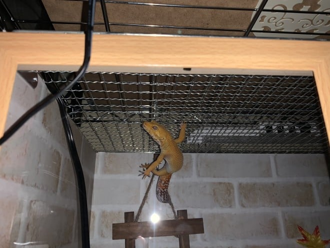 �u�x���c�Ȃɂ��Ă�́c�H�΁v