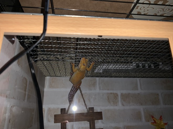 �u�x���c�Ȃɂ��Ă�́c�H�΁v