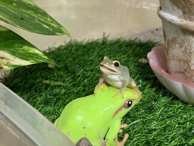 �u�������{�N�A�H�ׂ������C������c�v