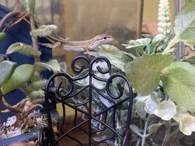 �u�����Ƒ�R�J�߂ĖႦ���J�i�w�r�B�̂��������A���|�����łɏH�d�l�ɂ��܂����v