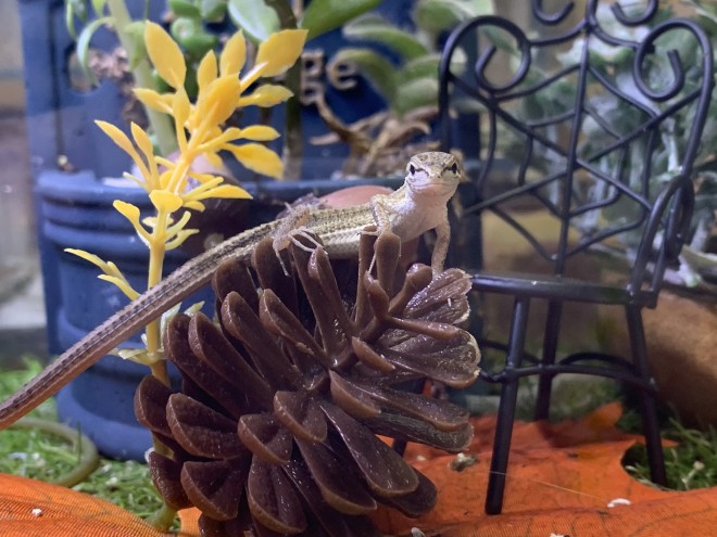 �u�p�x�ς��Ȃ��炱�������Ă���v