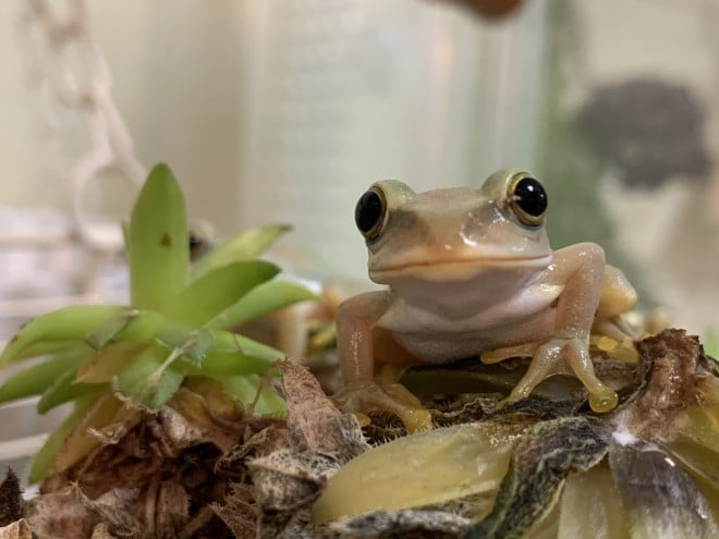 �u���C���q�v