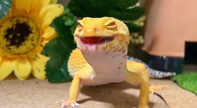 �u���������є��������������`�I�v