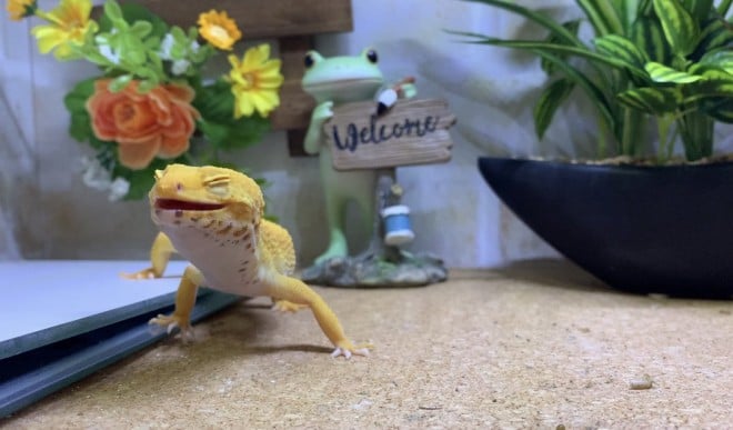 �u�����������ƂĂ��т����������v