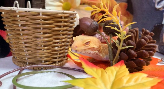 �u�H���������x���B�ō��ɉ����Ɖ\(���Д�)�̂����̃��I�p�͍������ō��ɉ����B�v