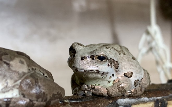 �u���ɖ������Ȃ����ڂ��v