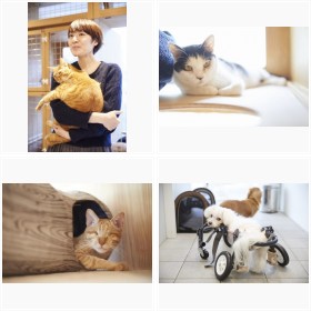 �����ی�NPO�@�����R���g���E�~�O�m���ŕی삳��Ă��铮������