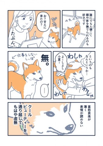 画像まとめ 漫画 柴犬 小夏 私が思っていた柴犬となんか違う Oricon News