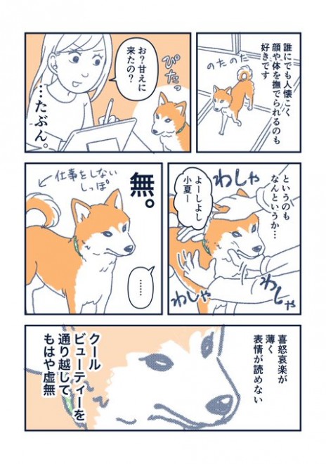 画像 写真 漫画 柴犬 小夏 私が思っていた柴犬となんか違う 4枚目 Oricon News