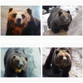 �̂ڂ�ׂN�}�q��g���{�X�h�t�H�g�M�������[