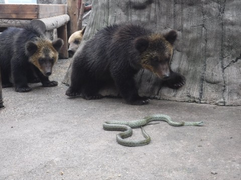 暴力団の組長争い 60年続く のぼりべつクマ牧場 歴代ボス の紹介文が話題 性格が顔に出るのは人間と同じ 2ページ目 Oricon News