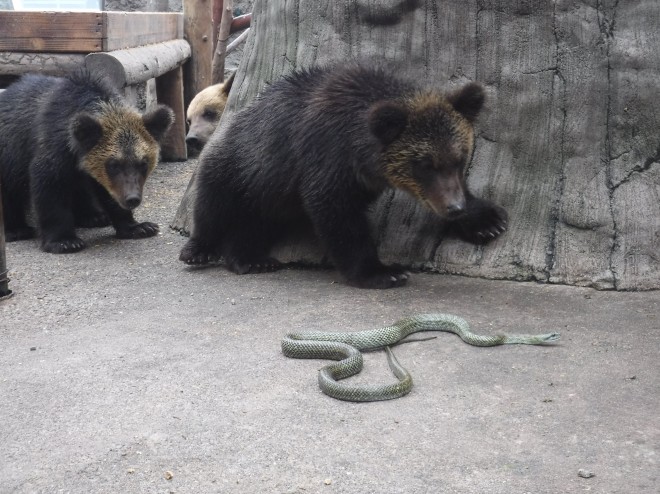 画像 写真 のぼりべつクマ牧場 歴代ボス フォトギャラリー 23枚目 Oricon News