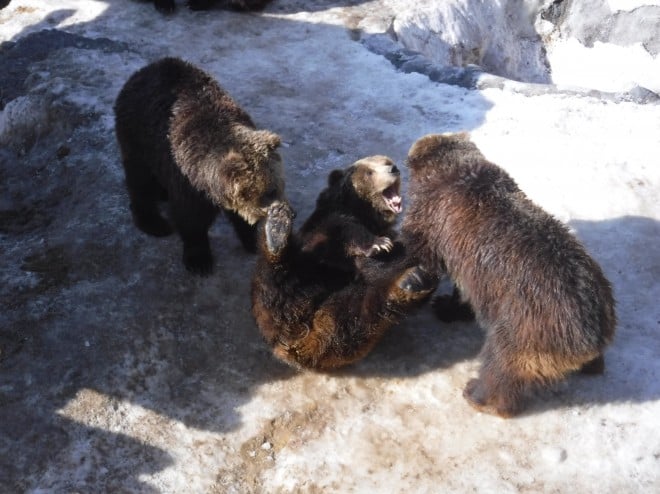 画像・写真 | のぼりべつクマ牧場“歴代ボス”フォトギャラリー 29枚目 | ORICON NEWS