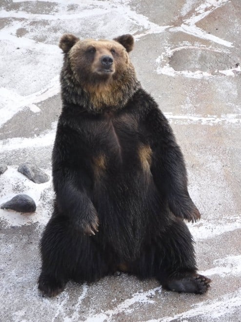 画像・写真 | のぼりべつクマ牧場“歴代ボス”フォトギャラリー 25枚目 | ORICON NEWS