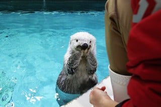 画像・写真 | 鳥羽水族館の人気者、ラッコのメイちゃんフォト