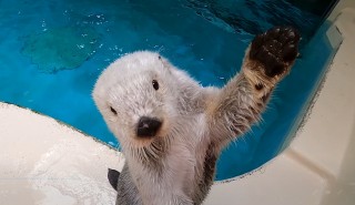 画像・写真 | 鳥羽水族館の人気者、ラッコのメイちゃんフォト