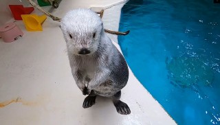 画像・写真 | 鳥羽水族館の人気者、ラッコのメイちゃんフォト