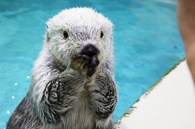 画像 写真 鳥羽水族館の人気者 ラッコのメイちゃんフォトギャラリー 21枚目 Oricon News