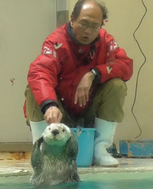 画像・写真 | 鳥羽水族館の人気者、ラッコのメイちゃんフォト