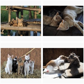 �w����� �⍇�����̐��E�l�R���� ���邪�܂܂ɁA���Ƒ�n�̃l�R�Ƒ� �x���t�H�g�M�������[