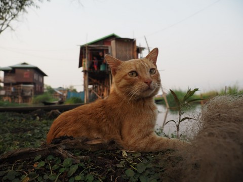 動物写真家 岩合光昭語る コロナ禍にネコが教えてくれた 本当の豊かさ 自分たちの世界での充足があればいい Oricon News