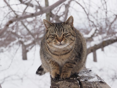 画像 写真 劇場版 岩合光昭の世界ネコ歩き あるがままに 水と大地のネコ家族 他フォトギャラリー 23枚目 Oricon News