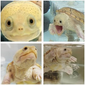 �J���̃n�������t�H�g�M�������[